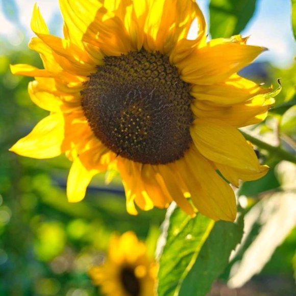 Brand New Framed Canvas prints - Picture 7 of 7